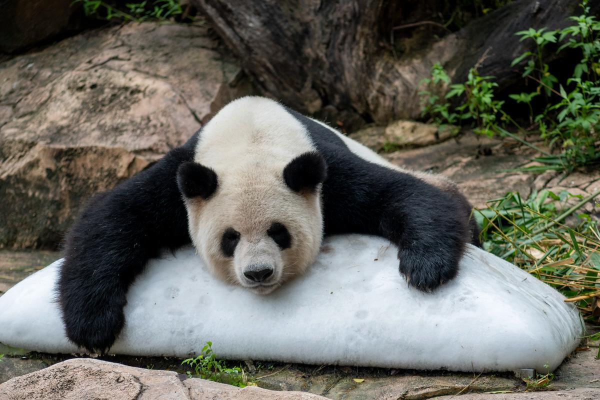 廣州長隆動物園2 廣州長隆動物園2