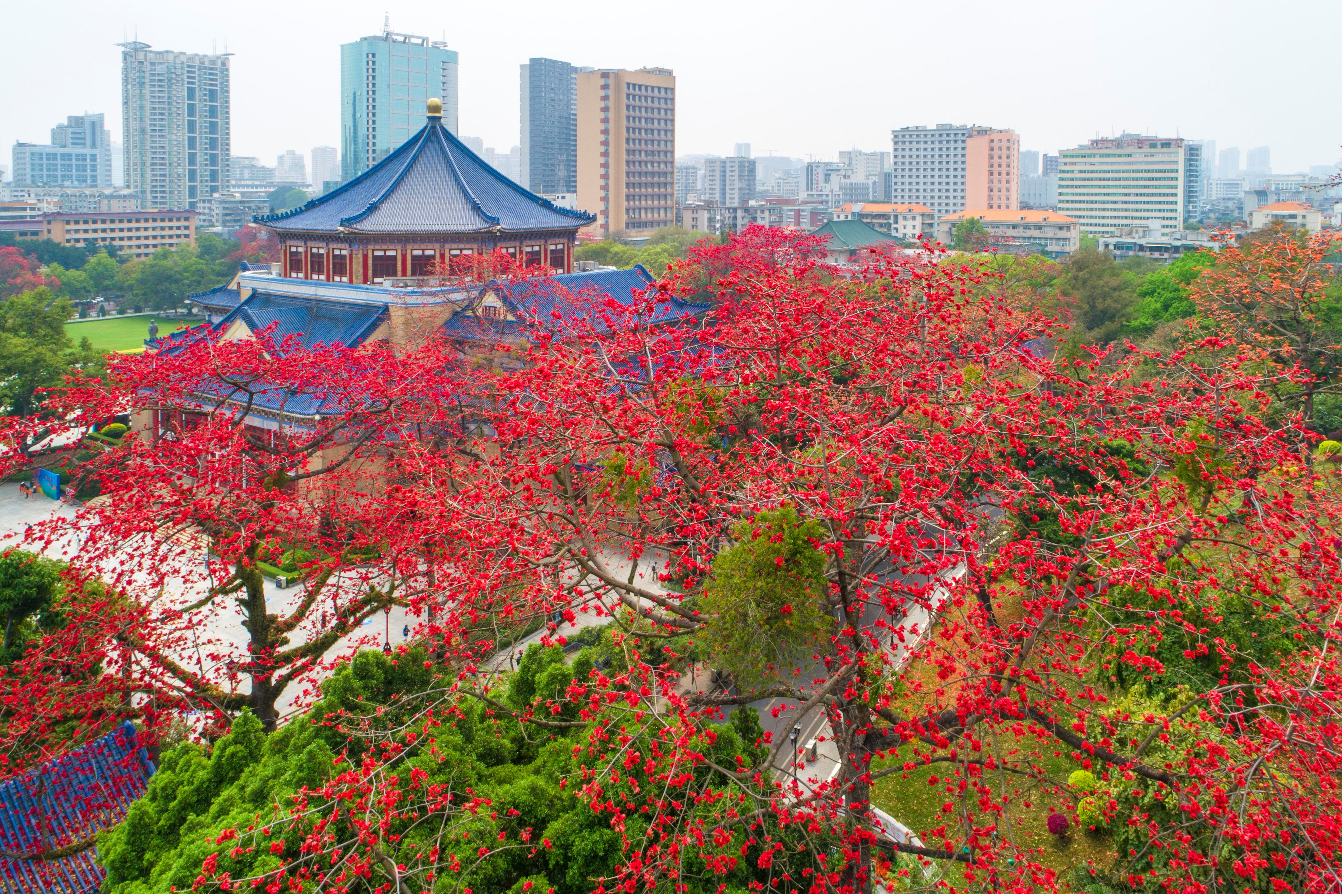 廣州春季木棉花 廣州春季木棉花