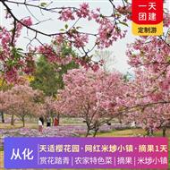 從化網(wǎng)紅米埗小鎮(zhèn)+天適櫻花園+摘果一天游