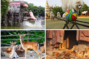 長鹿農莊3-廣東福鹿游國際旅行社